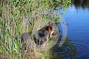 The German Shepherd puppy 10 month. Lake